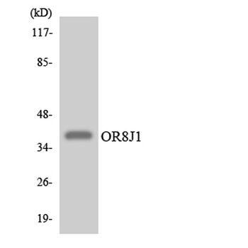 Olfactory receptor 8J1 antibody