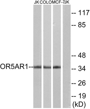 Olfactory receptor 5AR1 rabbit pAb