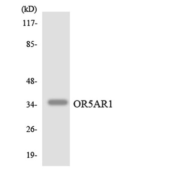 Olfactory receptor 5AR1 rabbit pAb