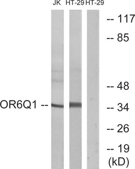 Olfactory receptor 6Q1 antibody