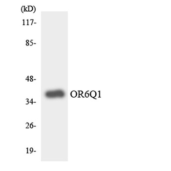 Olfactory receptor 6Q1 antibody
