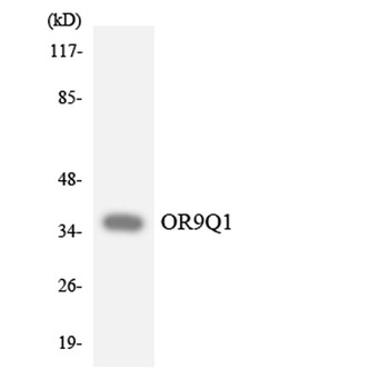 Olfactory receptor 9Q1 antibody