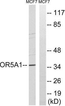 Olfactory receptor 5A1 rabbit pAb