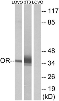 Olfactory receptor 4D6 antibody