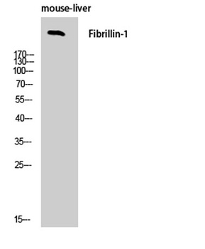 FBN1 rabbit pAb Antibody