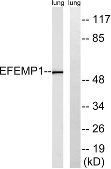 Fibulin-3 rabbit pAb