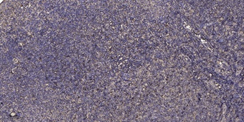 Fibulin-3 rabbit pAb