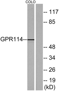GPR114 rabbit pAb