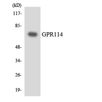 GPR114 rabbit pAb