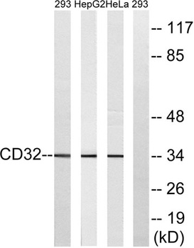 CD32 rabbit pAb