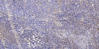 CD32 rabbit pAb