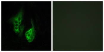 Neuropsin rabbit pAb