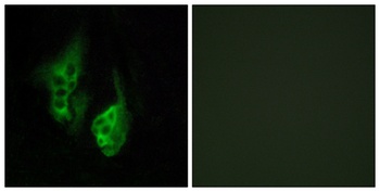 Neuropsin antibody