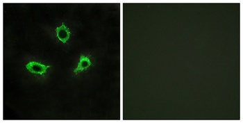 GPR115 antibody