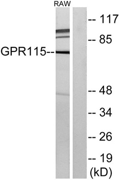 GPR115 antibody