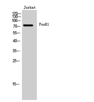 FoxK1 rabbit pAb