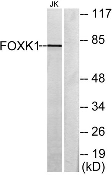 FoxK1 rabbit pAb