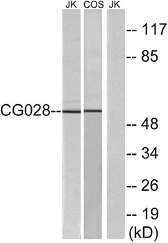 CGI-43 antibody