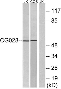 CGI-43 rabbit pAb