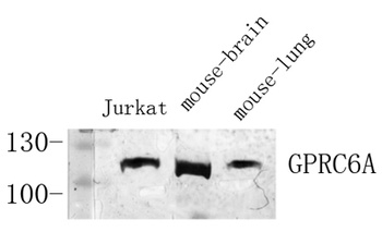 GPRC6A antibody