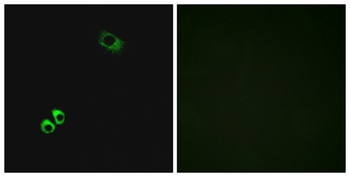 GPRC6A antibody