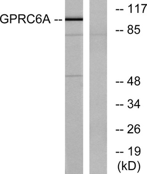 GPRC6A rabbit pAb