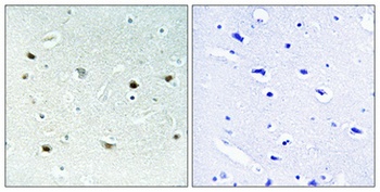 ERK 8 (phospho-Thr175/Y177) antibody