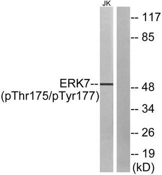 ERK 8 (phospho Thr175/Y177) rabbit pAb