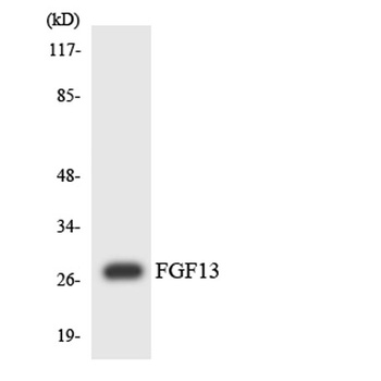 FGF-13 antibody