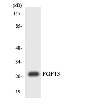 FGF-13 rabbit pAb