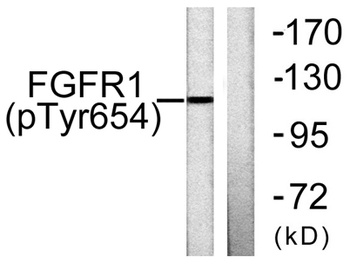 Flg (phospho Tyr654) rabbit pAb
