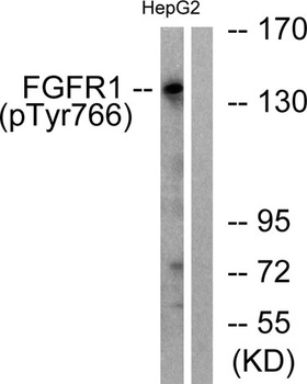 Flg (phospho-Tyr766) antibody