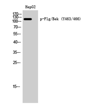 Flg/Bek (phospho Tyr463/466) rabbit pAb