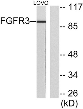 FGFR-3 rabbit pAb