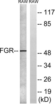 c-Fgr antibody