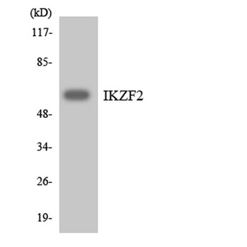 Helios antibody