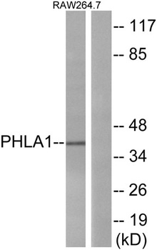 TDAG51 antibody