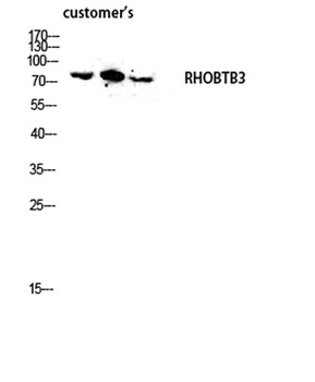 RHOBTB3 antibody