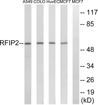 Rab11-FIP2 rabbit pAb