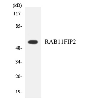 Rab11-FIP2 rabbit pAb
