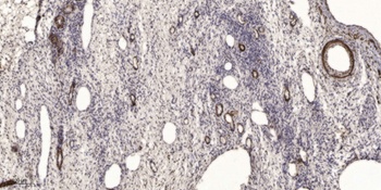 Rab11-FIP2 rabbit pAb