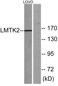 KPI-2 rabbit pAb