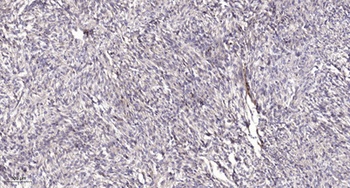 Intestinal Cell Kinase (phospho Tyr159) rabbit pAb