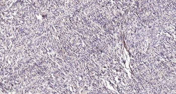 Intestinal Cell Kinase (phospho-Tyr159) antibody