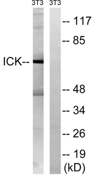 Intestinal Cell Kinase rabbit pAb