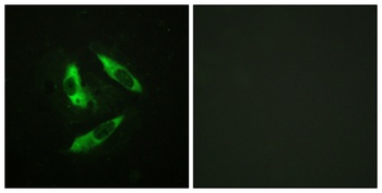 Rabphilin-3A (phospho Ser237) rabbit pAb