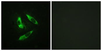 Rabphilin-3A (phospho-Ser237) antibody