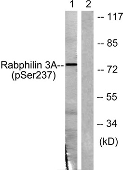Rabphilin-3A (phospho Ser237) rabbit pAb