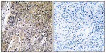 Arylsulfatase G antibody