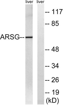 Arylsulfatase G antibody